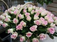 Купить элитные розы в Петербурге на базе.